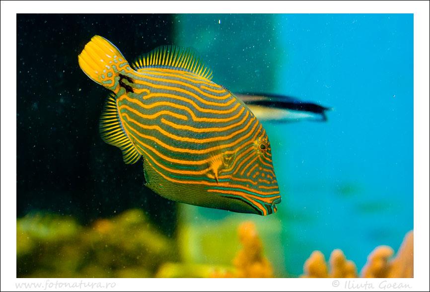 Pescuit - acvariutulcea23.jpg